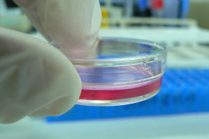 Cell Culture and cell culture media in a tiny Petri dish
