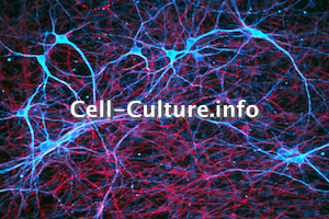 Rat Neural Stem Cells_1
